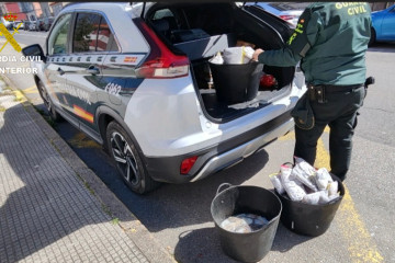 Pulpo incautado en Bueu.