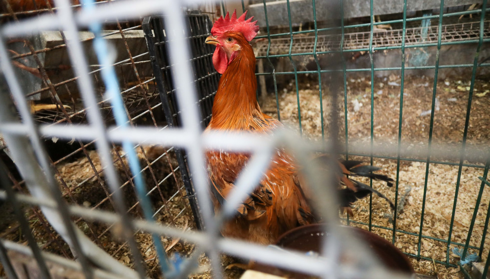Archivo - Gallinas en gallineros en A Mariña, a 9 de noviembre de 2025, en A Mariña, Lugo, Galicia (España). Se trata de explotaciones avícolas de los concellos de Barreiros, Ribadeo y A Pontenova