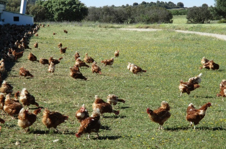 Galicia recupera la cría de aves al aire libre en 273 municipios, pero 40 siguen bajo restricción por gripe aviar