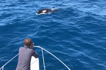 Archivo - Una orca avistada desde una embarcación en aguas del Estrecho de Gibraltar. ARCHIVO