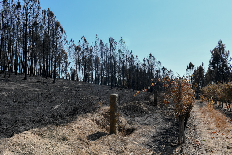 Ayudas para explotaciones forestales afectadas por incendios