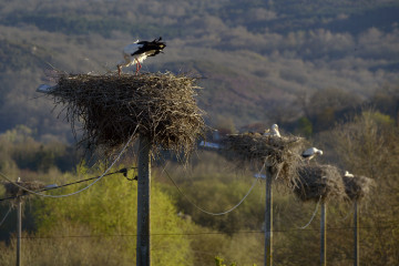 Nidos de cigüeña blanca sobre el tendido eléctrico, a 27 de marzo de 2026, en Xinzo de Limia, Orense, Galicia (España).