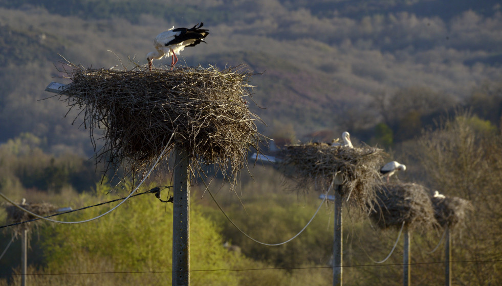 Nidos de cigüeña blanca sobre el tendido eléctrico, a 27 de marzo de 2026, en Xinzo de Limia, Orense, Galicia (España).