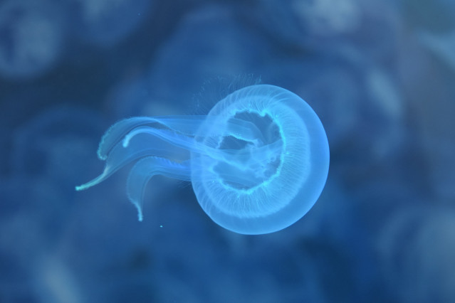 Ejemplar joven de medusa Aurelia aurita, cultivada en las instalaciones del Centro de Investigacións Mariñas (CIM) de la Universidad de Vigo.