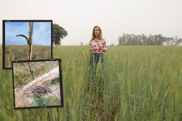 El reportaje 'Os fármacos do centeo', de Teresa Rocamonde