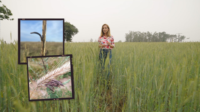 El reportaje 'Os fármacos do centeo', de Teresa Rocamonde