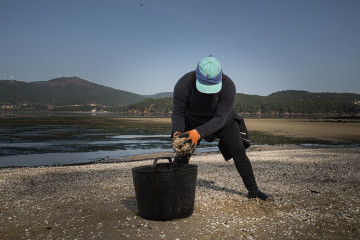 Archivo - Marisacadora en la playa del Testal el pasado 4 de marzo de 2026, en Noia, A Coruña, Galicia (España)