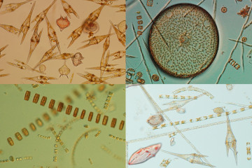 Estudio sobre el fitoplancton, del IEO-CSIC.