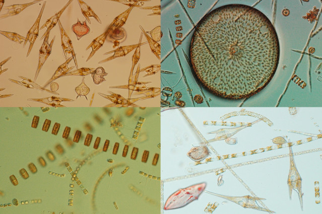 Estudio sobre el fitoplancton, del IEO-CSIC.