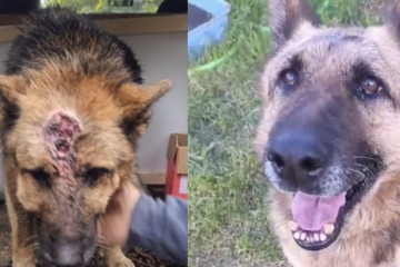 Clara antes y después de ser recogida por Arume