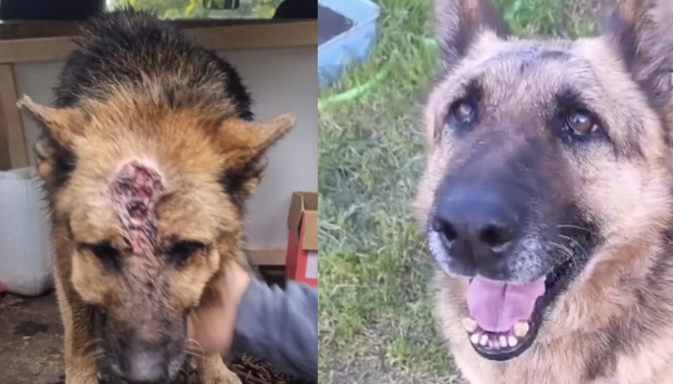 Clara antes y despuu00e9s de ser recogida por Arume