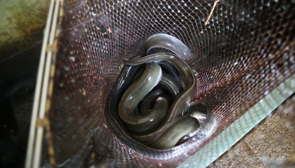 Archivo - Varias anguilas, en el restaurante Río Loyo, a 20 de febrero de 2026, en Paradela Lugo, Galicia (España).