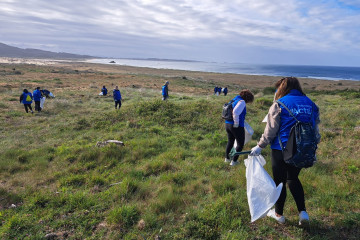 Voluntarios limpiando las dunas de Corrubedo