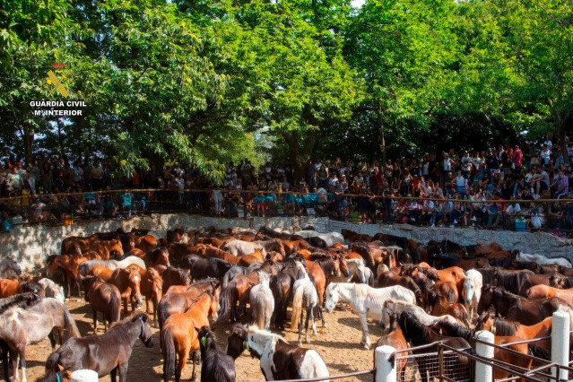 Cinco detenidos por robar más de 70 caballos y matar a cinco de ellos en la sierra de O Barbanza (A Coruña)
