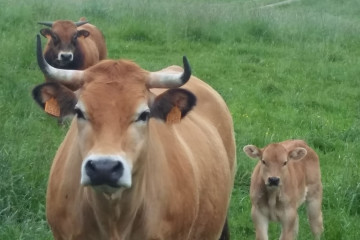 Archivo - Vacas en Cantabria. Ganado bovino.