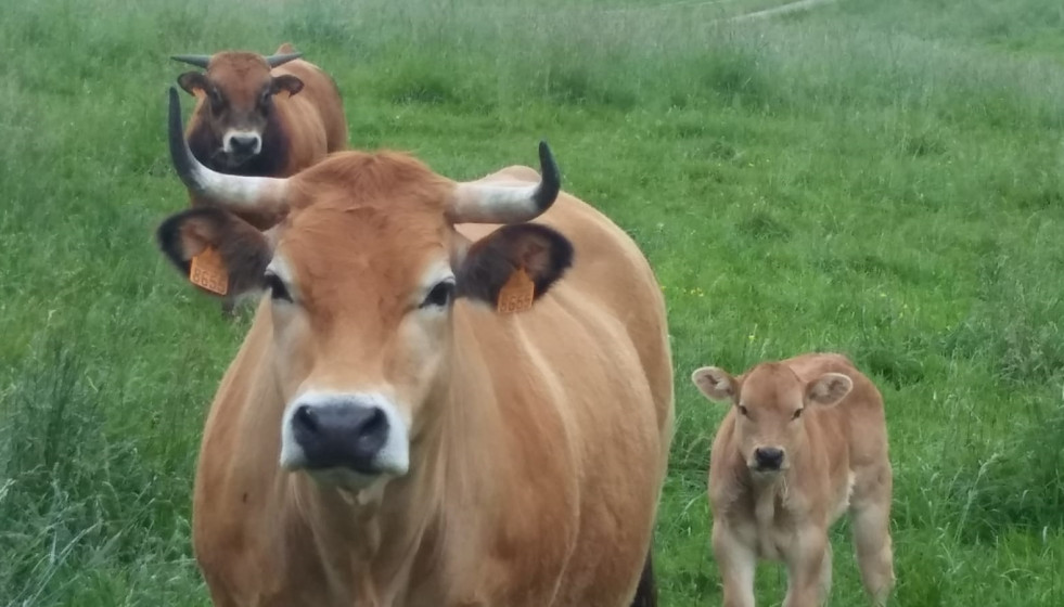 Archivo - Vacas en Cantabria. Ganado bovino.