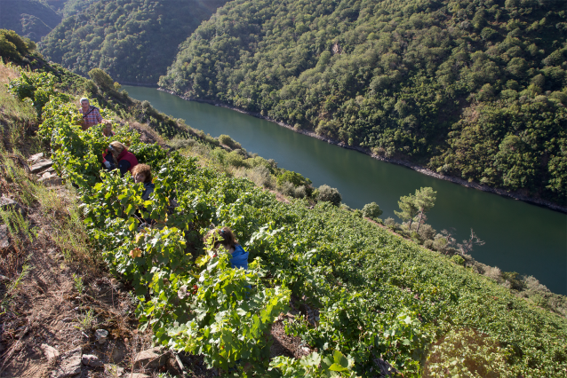Archivo - Varios vendimiadores recogen racimos de uvas en el viñedo de la Bodega Algueira de la D.O. Ribeira Sacra de Lugo durante la temporada 2020