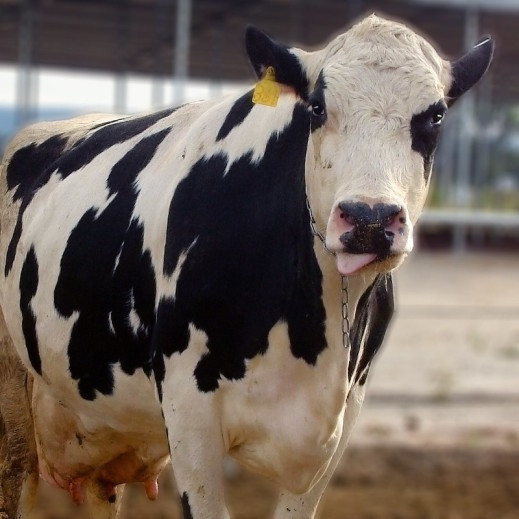 Archivo - Vacuno de leche