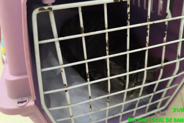 Abandonan un gato en el mostrador de una sede de Medio Ambiente en Sanxenxo (Pontevedra)