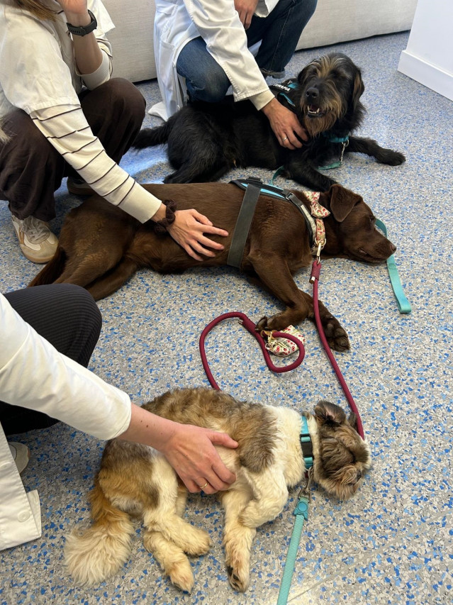 Las fundaciones María José Jove e Inibic impulsan un programa de terapia con perros