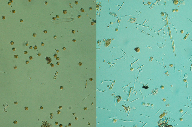 Estudio sobre algas nocivas