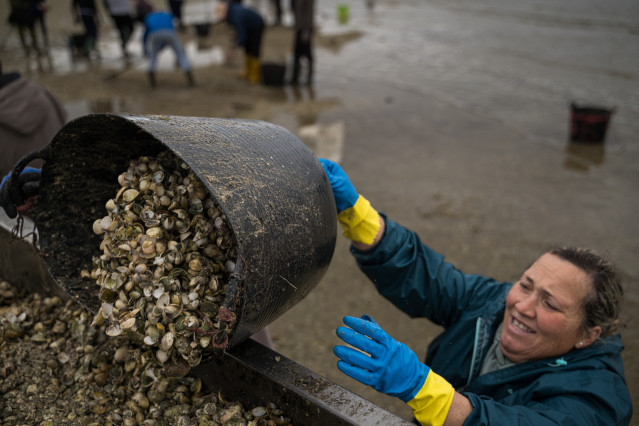 Archivo - Mariscadores recogen las conchas y el marisco muerto, en la playa de Testal, a 18 de marzo de 2026, en Noia, A Coruña, Galicia (España). Decenas de mariscadores de Noia recorren a pie la playa de Testal retirando las toneladas de bivalvo muerto