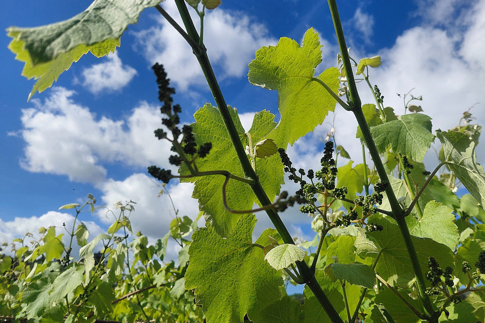 Viñas