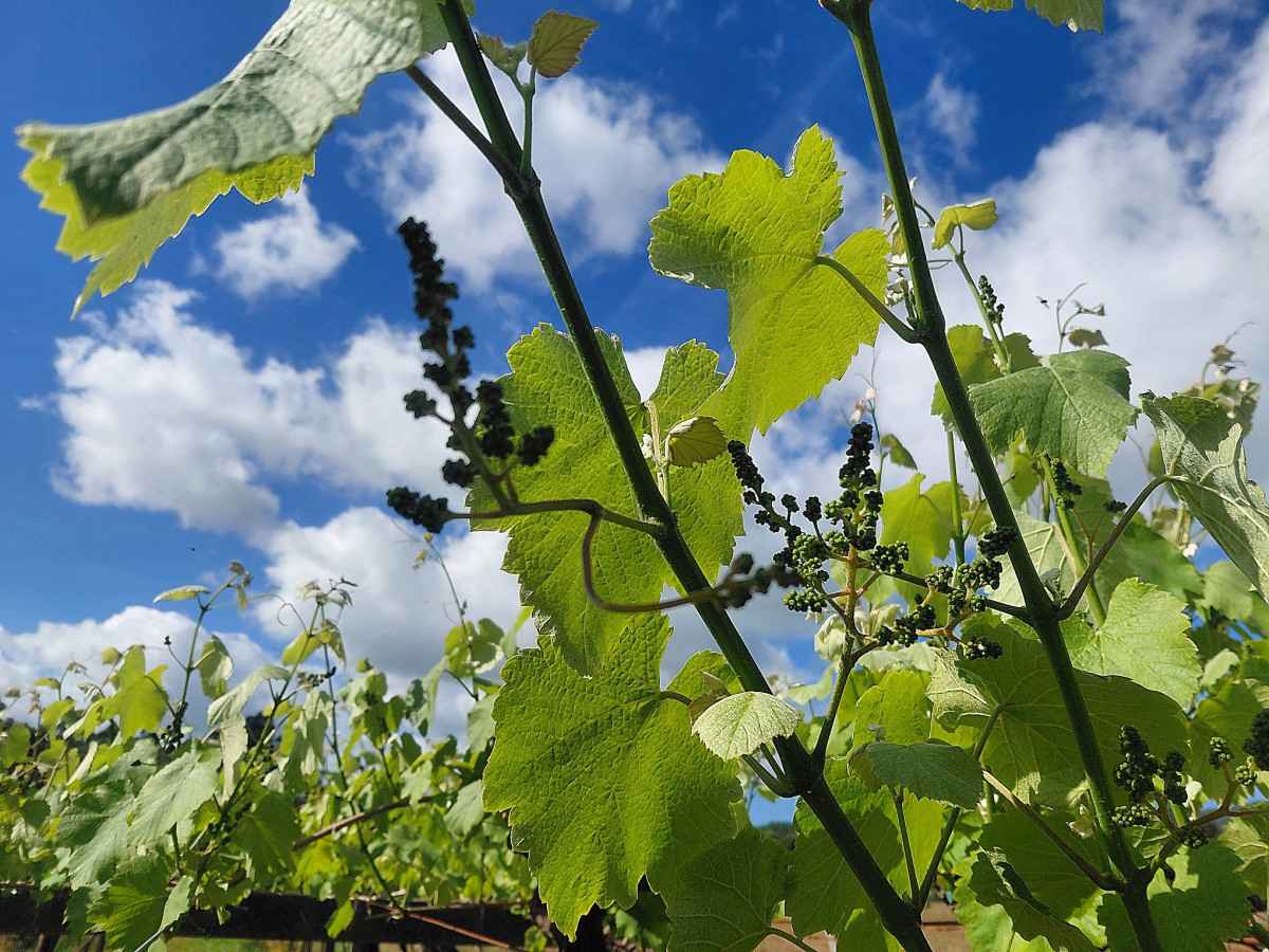 Viñas