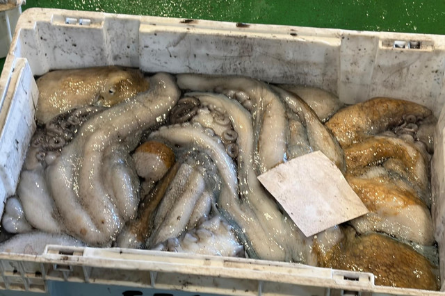 Caja con pulpo