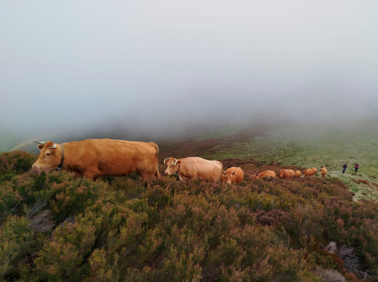 Oportunidad para vivir la trashumancia en Os Ancares con los últimos pastores de vacas de Galicia