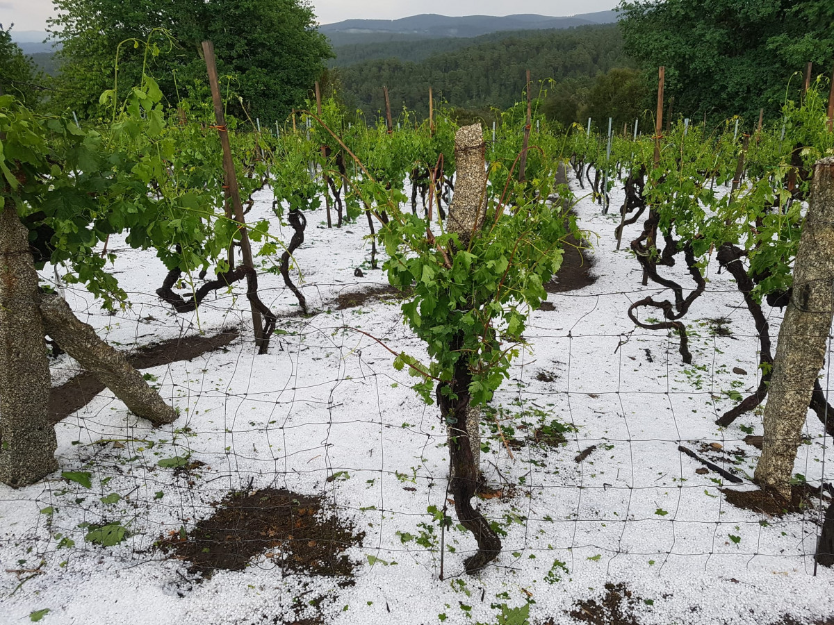 Granizo en una viu00f1a de Castrelo de Miu00f1o en una foto de Juan Sousa remitida a O Tempo da TVG