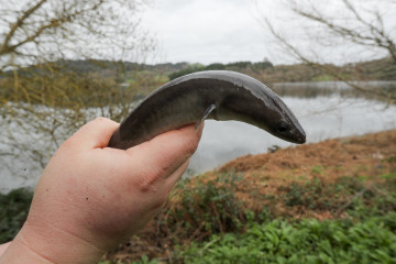 Archivo - Una persona sostiene una anguila, en el restaurante Río Loyo, a 20 de febrero de 2026, en Paradela Lugo, Galicia (España). El local es el centro neurálgico del consumo de anguilas en Gali