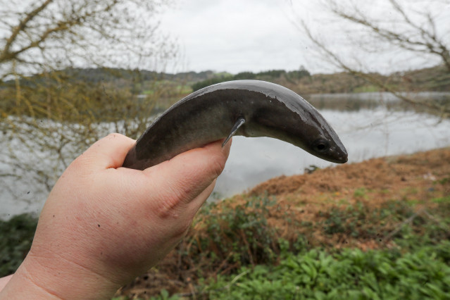 Archivo - Una persona sostiene una anguila, en el restaurante Río Loyo, a 20 de febrero de 2026, en Paradela Lugo, Galicia (España). El local es el centro neurálgico del consumo de anguilas en Galicia. Cada semana venden más de 400 kilos de anguilas, que