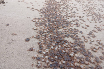 Cangrejos patudos en la orilla de una playa de las Islas Atlánticas.