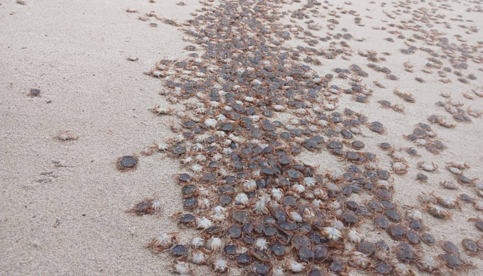 Cangrejos patudos en la orilla de una playa de las Islas Atlánticas.