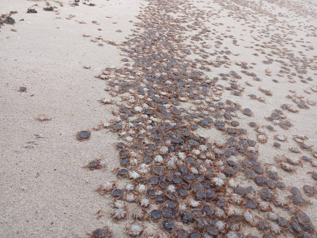 Cangrejos patudos en la orilla de una playa de las Islas Atlánticas.