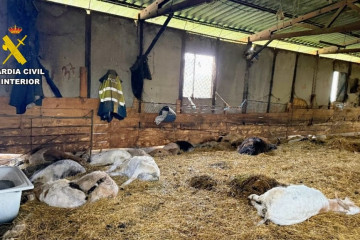 Cabras y ovejas muertas en una explotación de Trives (Ourense), cuyo responsable está investigado por un delito de maltrato animal.