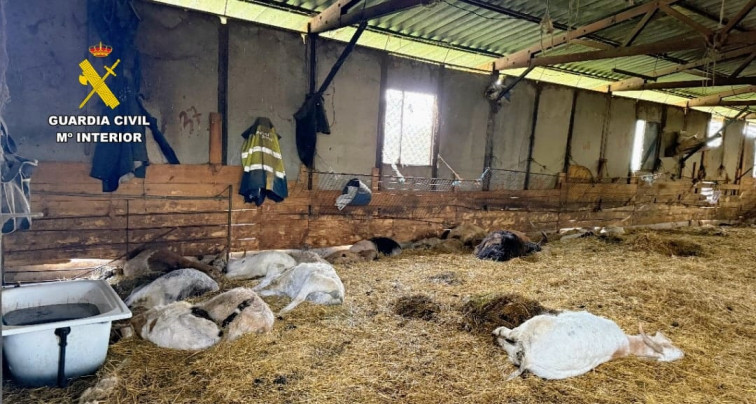 Macabro hallazgo en una granja de Trives: 90 cadáveres de animales en descomposición