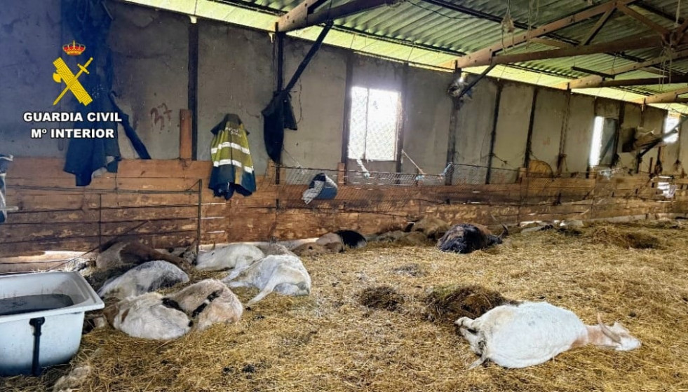 Cabras y ovejas muertas en una explotación de Trives (Ourense), cuyo responsable está investigado por un delito de maltrato animal.
