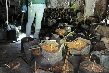 Detenidos dos vecinos de O Carballiño (Ourense) por cultivar marihuana y defraudar fluido eléctrico.