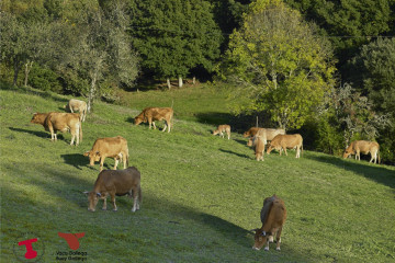 Archivo - Vacas