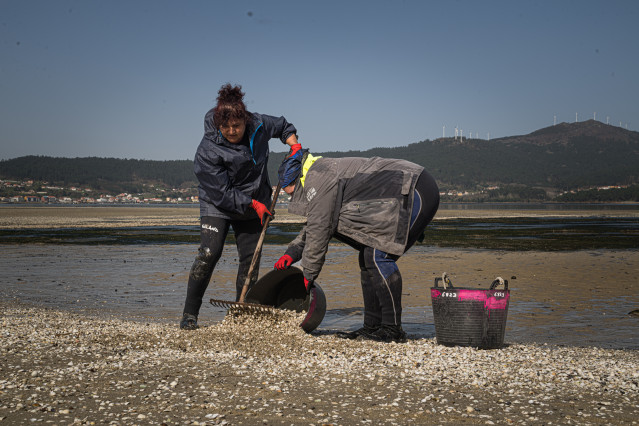 Archivo - Marisacadores recogen el marisco muerto en la playa del Testal, a 4 de marzo de 2026, en Noia, La Coruña, Galicia (España).