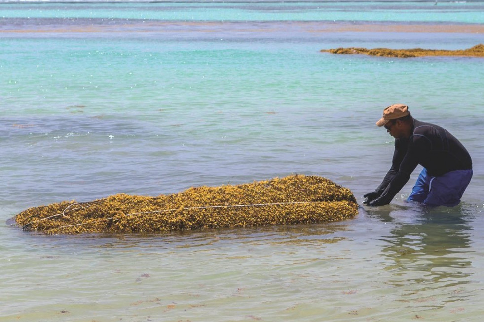 Fishermen with harvested sargassum