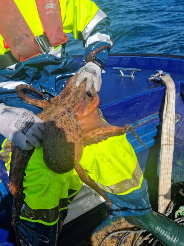 Pulpo incautado por Gardacostas de Galicia