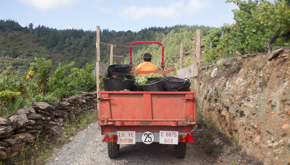 Archivo - El tractor de la familia Rodríguez Guntiñas se dirige de vuelta a la bodega cargado de uva, a 18 de septiembre de 2021, en Vilachá de Salvadur, A Pobra de Brollón, Lugo, Galicia, (Españ