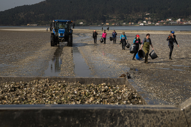 Archivo - Marisacadores recogen el marisco muerto en la playa del Testal, a 4 de marzo de 2026, en Noia, La Coruña, Galicia (España).
