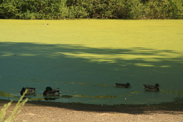 Patos en la Lagoa de A Congorza (Cangas).