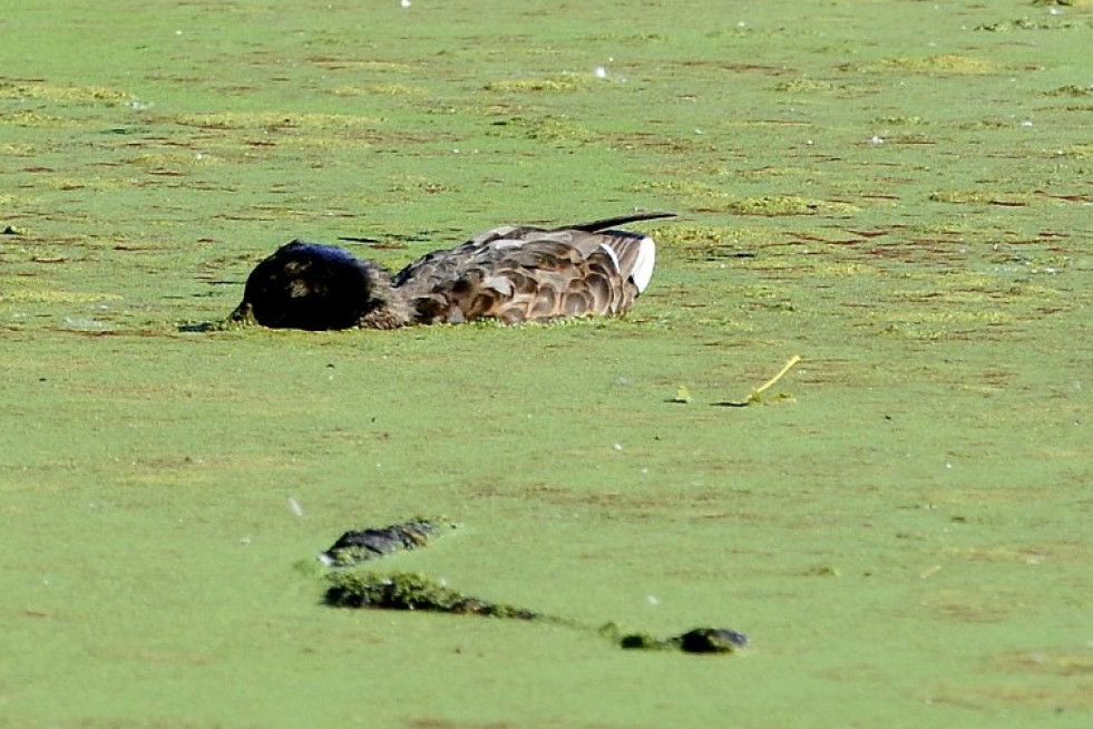 Pato muerto en la Laguna de Massó una imagen de ADEGA