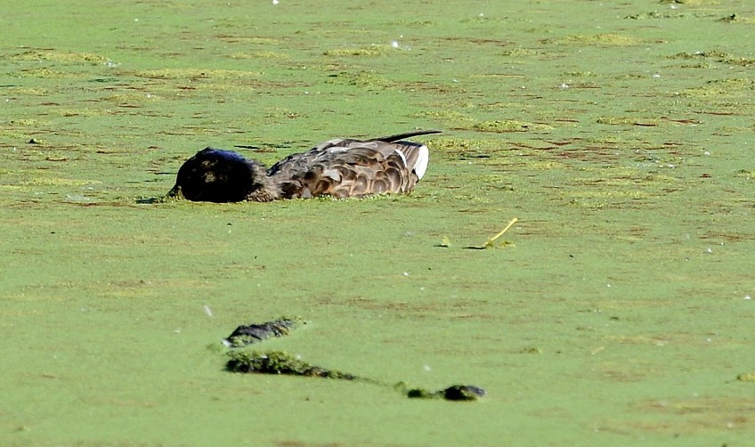 Pato muerto en la Laguna de Massu00f3 una imagen de ADEGA