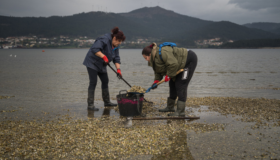 Archivo - Mariscadores recogen las conchas y el marisco muerto, en la playa de Testal, a 18 de marzo de 2026, en Noia, A Coruña, Galicia (España). Decenas de mariscadores de Noia recorren a pie la p